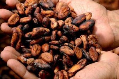 Kakao Fiyatları Yüzde 40’tan Fazla Geriledi